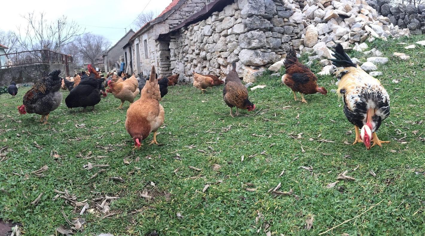'Halo Jaja': Od koka do vaše kuhinje u najkraćem mogućem roku!