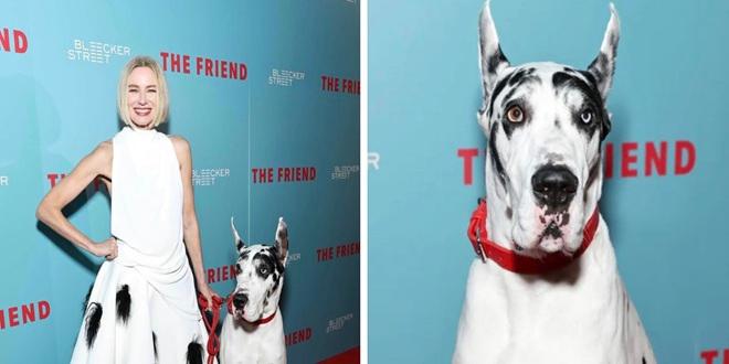 Hollywoodska zvijezda Bill Murray stiže u Šibenik, poziv Šibenčanima vlasnicima doga