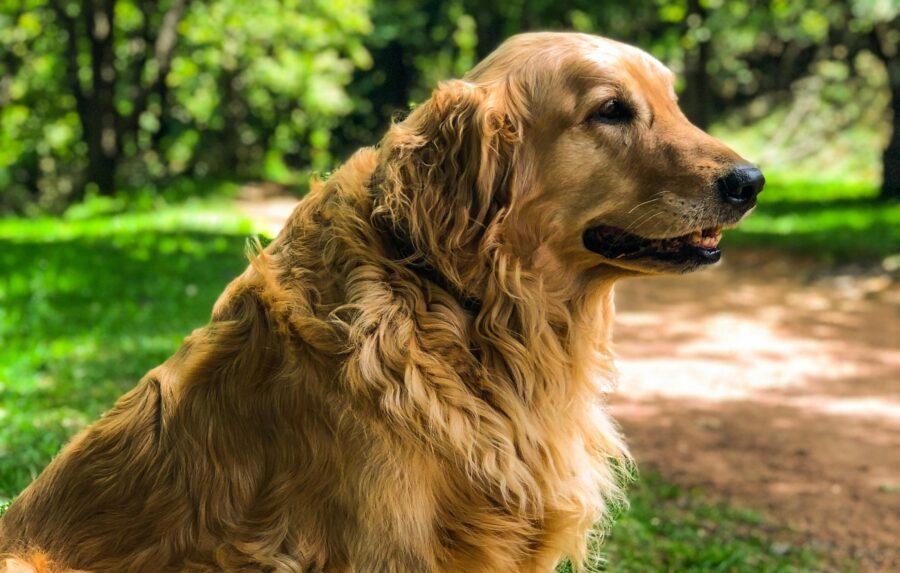 Veterinar otkrio kojih pet pasmina pasa bi htio imati za kućne ljubimce 