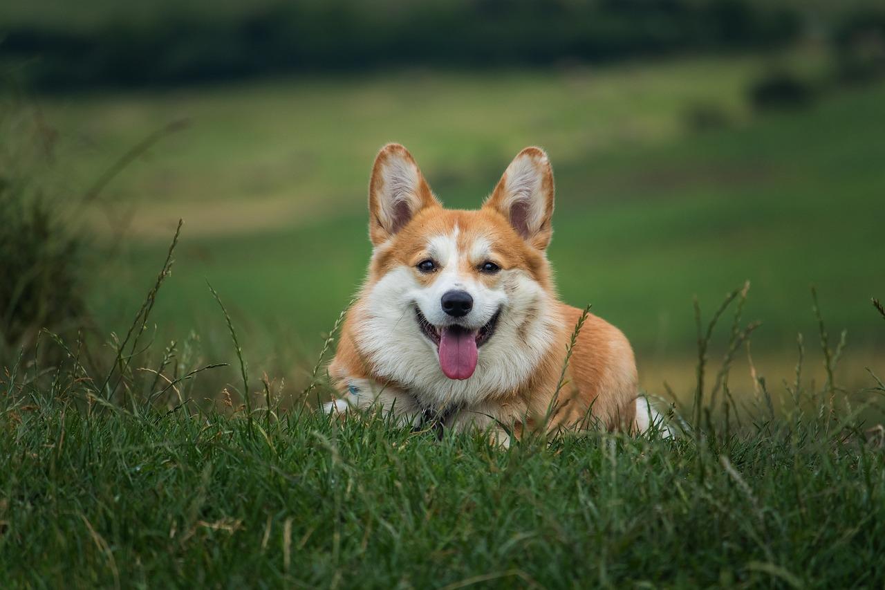 Pripazite na ovih pet navika! Mogu biti štetne za vašeg psa