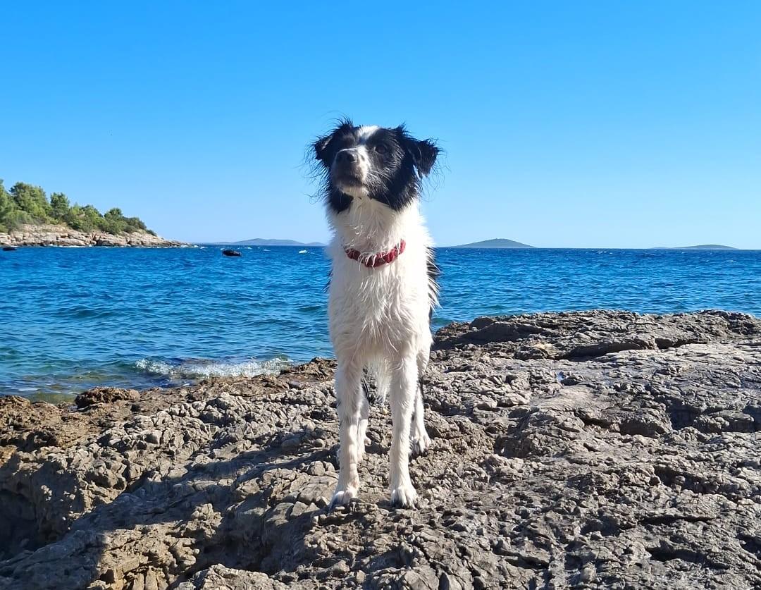 Odlazak na plažu s psom: Veterinarka upozorava na moguće opasnosti za vašeg ljubimca