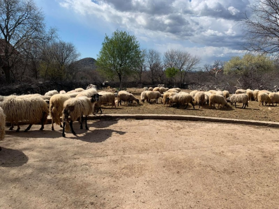 Pauk posjetio uspješne poljoprivrednike drniškog kraja: 'Od mljekarstva se nitko nije obogatio, pa neću ni ja'