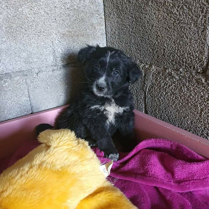 Netko je u gradu odbacio ove tri njuškice stare tek dva mjeseca: Štenci traže siguran dom 