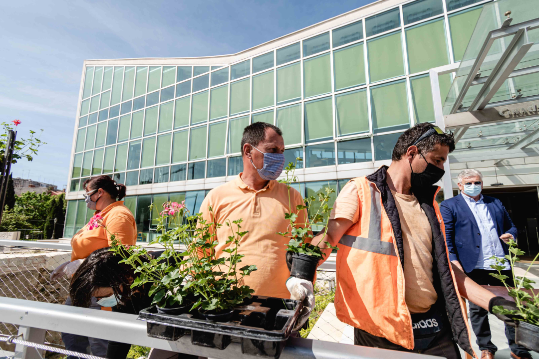 Umirovljenički stampedo za sadnice đirana na Poljani: ‘Gužva je veća za cvijeće nego za cijepljenje’