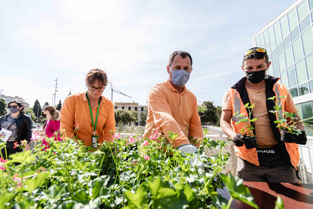 Umirovljenički stampedo za sadnice đirana na Poljani: ‘Gužva je veća za cvijeće nego za cijepljenje’