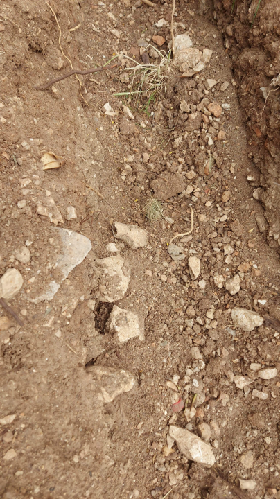 Među ljudskim kostima kod sv. Frane građani šetaju pse: Bager ih prekopao i razbacao po travi