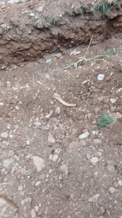 Među ljudskim kostima kod sv. Frane građani šetaju pse: Bager ih prekopao i razbacao po travi