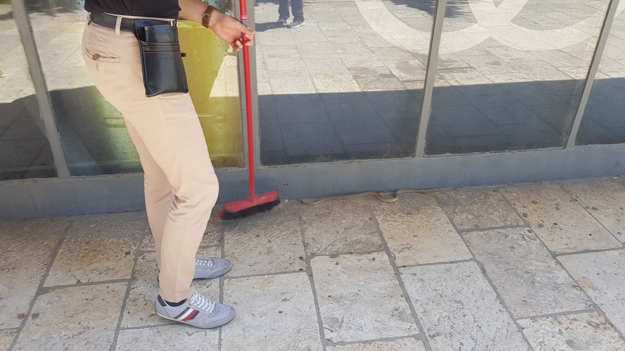 Zmija dogmizala do štekata na Baldekinu: 'Odmah je postala atrakcija!'