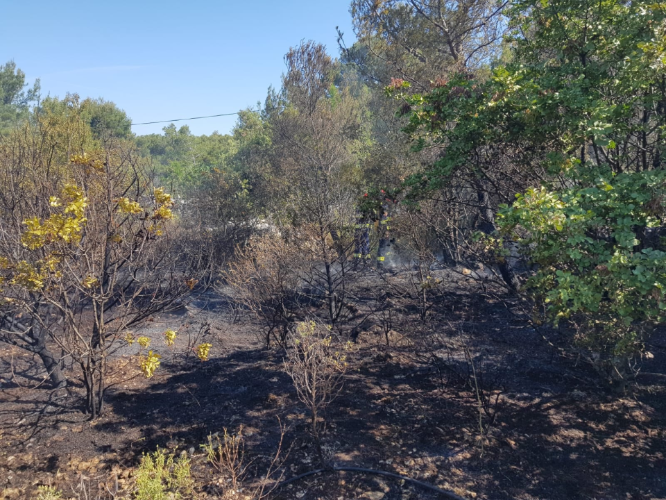 Spaljivanje travi u Brodarici otelo se kontroli: Vatra ipak nije stigla do kuća i borove šume