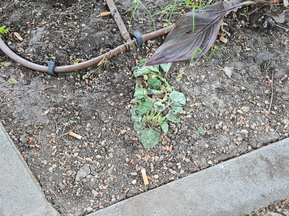 Pripazite na cvijeće: Nakon samo jedne večeri zabave u đardinu,  nedavno posađene biljke već su izgažene 