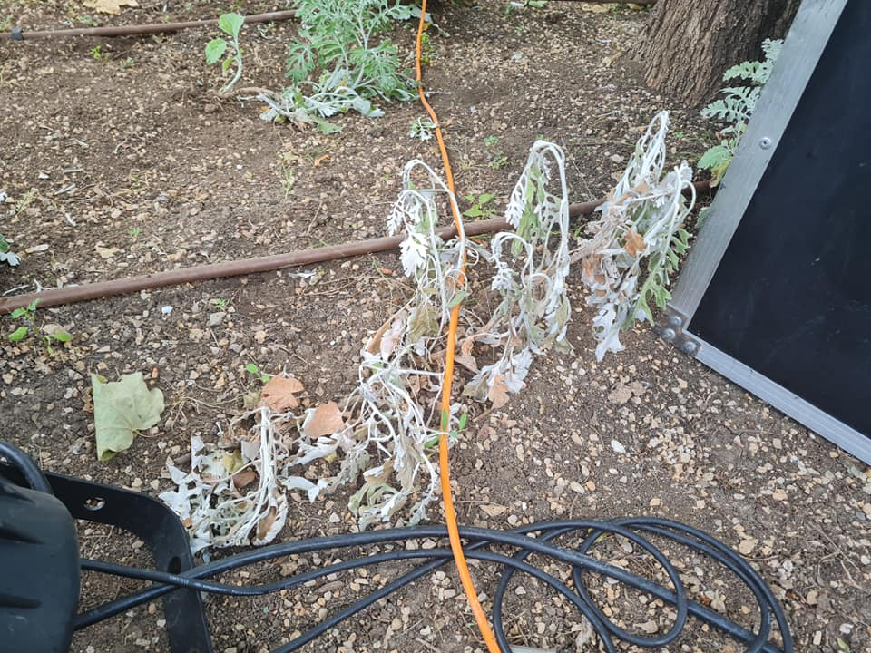 Pripazite na cvijeće: Nakon samo jedne večeri zabave u đardinu,  nedavno posađene biljke već su izgažene 