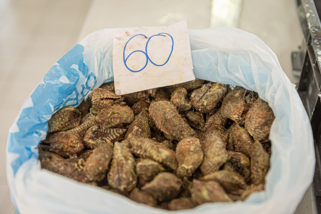 Na pijaci smo pronašli prve žižule, a na peškariji solidnu ponudu ribe: 'Što turisti znaju što je divlji, a što uzgojen brancin' 