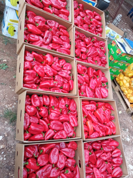 Jučerašnji benkovački sajam bio je zadnji na tom mjestu: Sajam se seli, kreću radovi na novom sajmištu