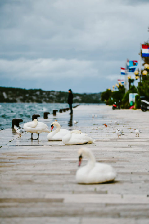 Jako jugo smeta svima: Labudovi se prebacili na rivu, nema odmora na uzburkanom moru 