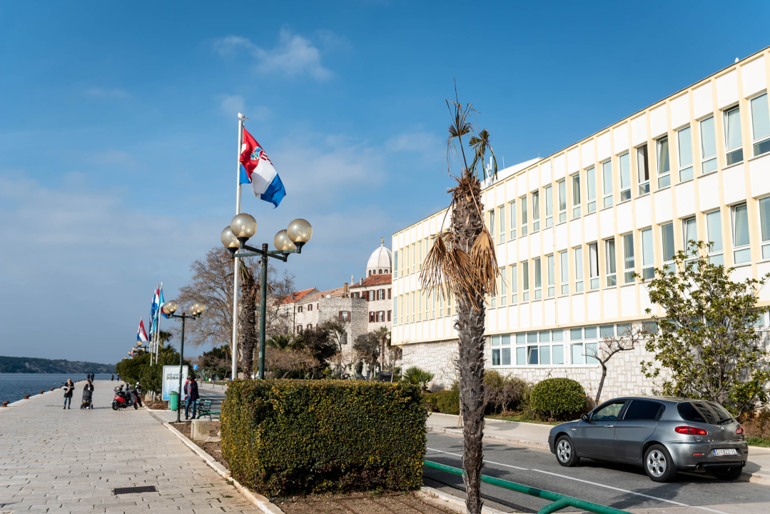 Zeznuti azijski kukac presudio palmama na šibenskoj rivi: Nakon što se postavi nova rasvjeta, stiže dvadesetak novih stabala