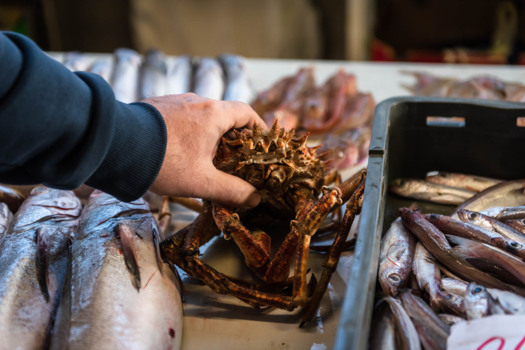 Fotogenična ponuda na šibenskoj peškariji: Grmalj, kokoti i nekoliko kolateralnih žrtava