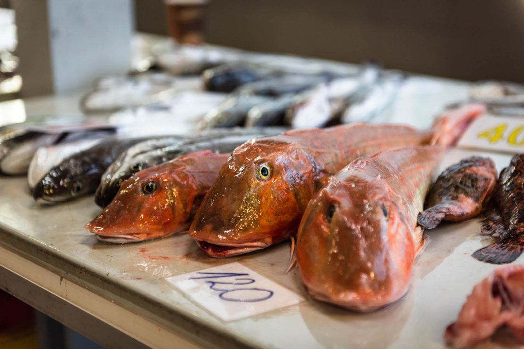 Fotogenična ponuda na šibenskoj peškariji: Grmalj, kokoti i nekoliko kolateralnih žrtava