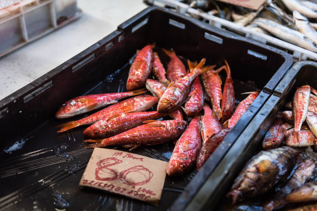 Fotogenična ponuda na šibenskoj peškariji: Grmalj, kokoti i nekoliko kolateralnih žrtava