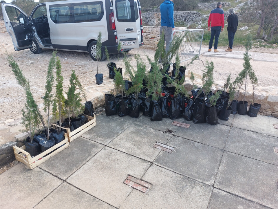 Na arheološkoj plaži Colentum u Murteru zasađeni autohtoni čempresi iz Konavla