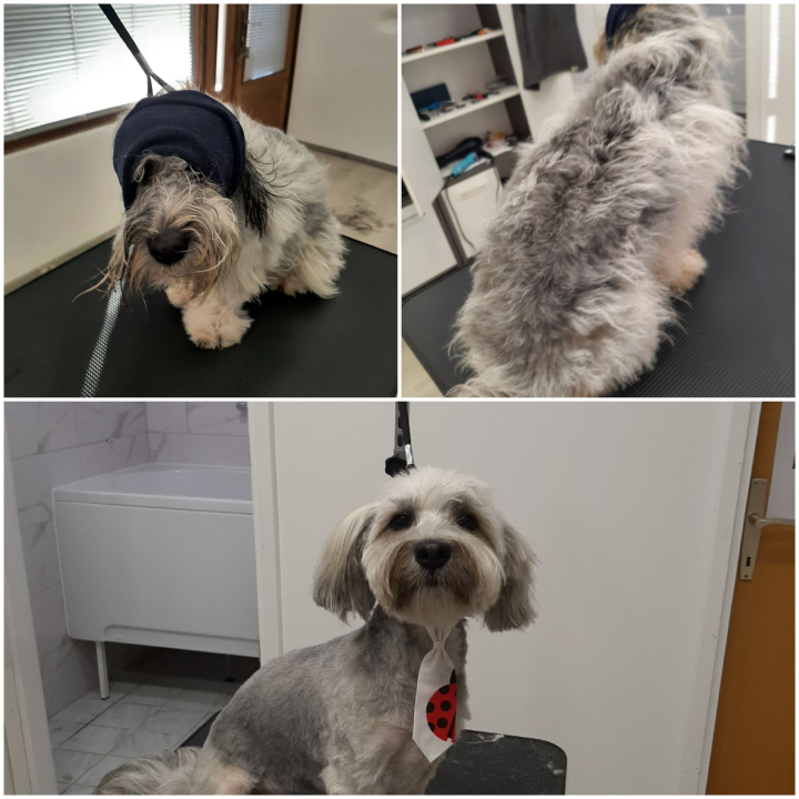 Salon za šišanje pasa Luki pružit će najbolju njegu vašim ljubimcima!