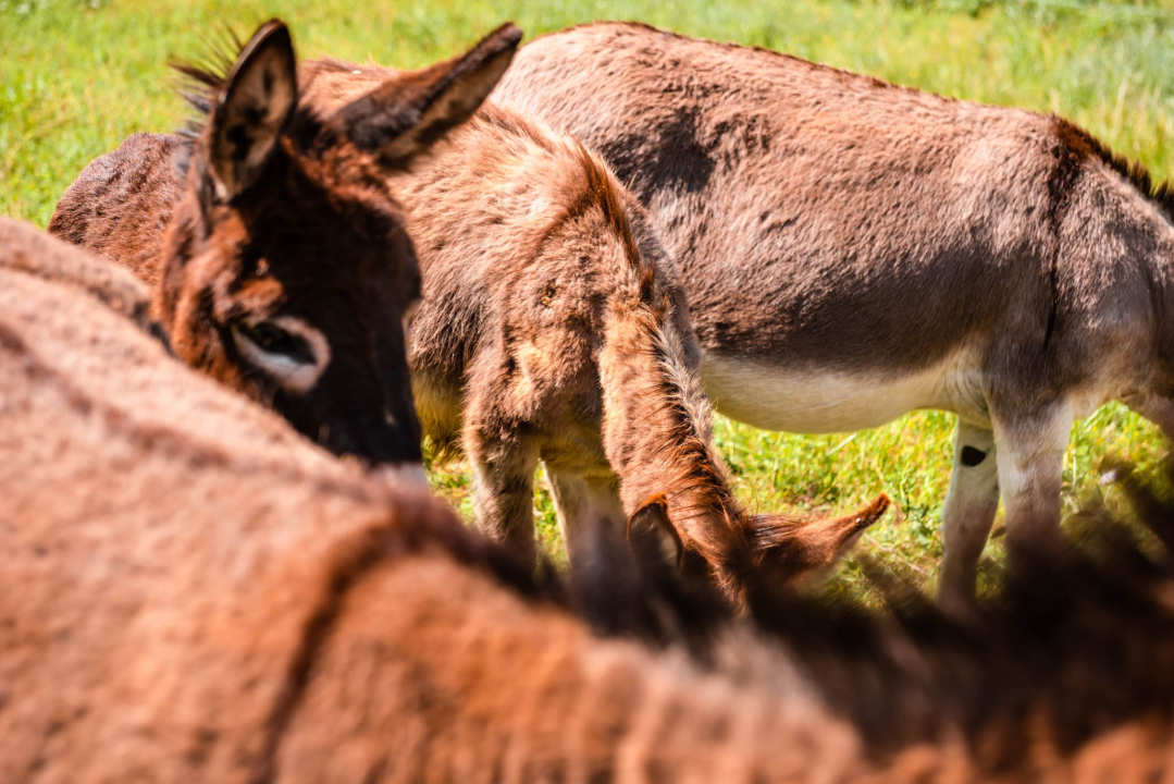 Ante Dujić prvog magarca kupio je kao ljubimca, a danas u Ićevu ima farmu i uhodan posao 
