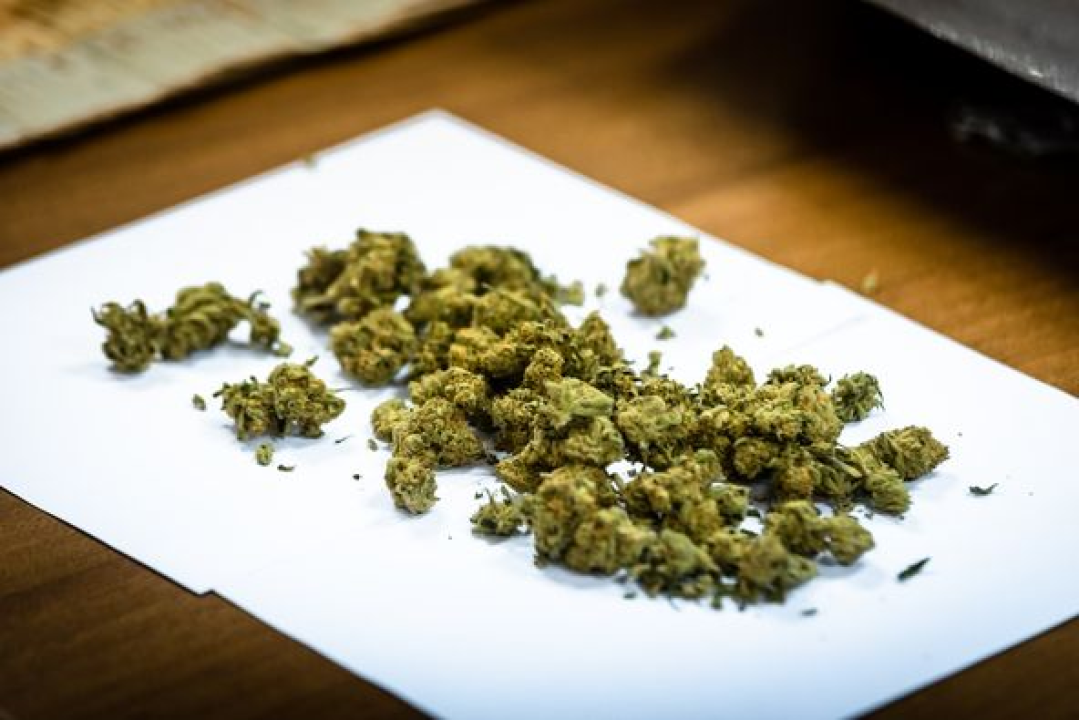 Pao vodički diler: U kući mu našli laboratorij, 500 kg stabljika kanabisa i 16 kg zapakirane marihuane 