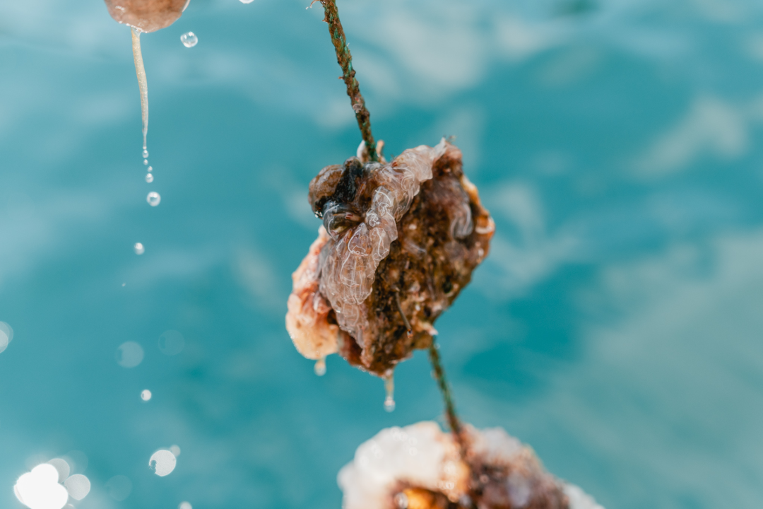 Posjetite novootvorenu kušaonicu školjaka i vina Oyster22! 