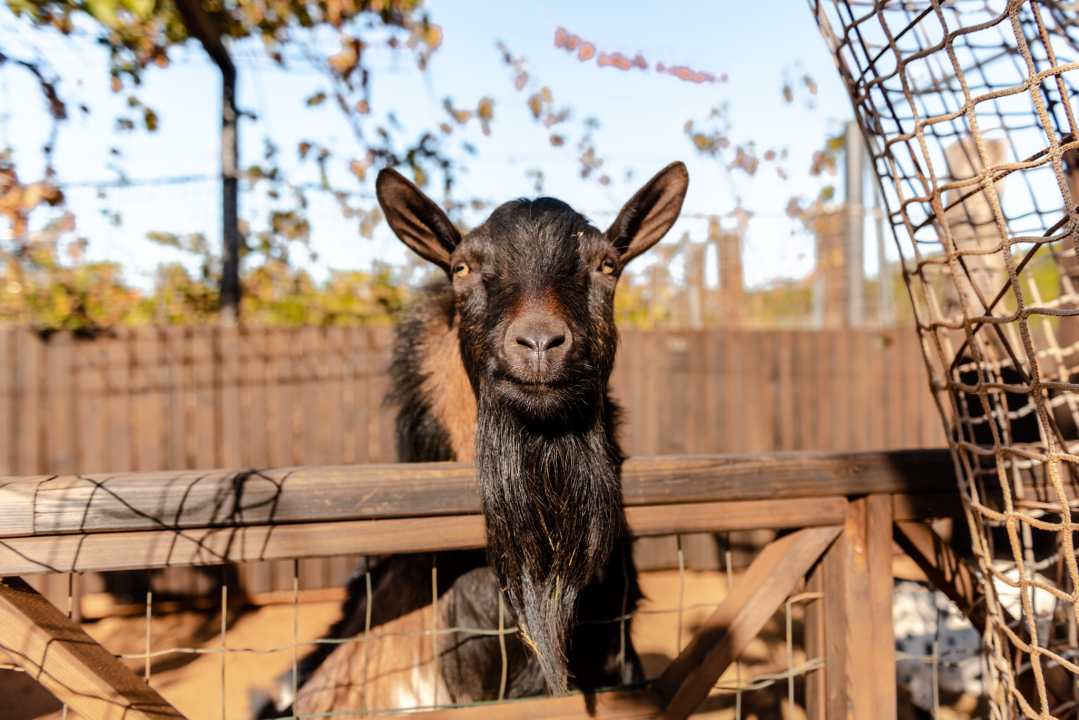 Suzana je učionicu zamijenila farmom u Dubravi: 'Kriza ima, ali svoju odluku nikada nisam požalila'