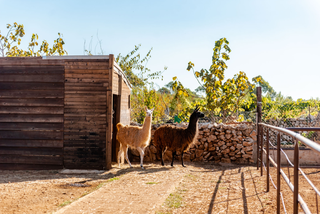 Suzana je učionicu zamijenila farmom u Dubravi: 'Kriza ima, ali svoju odluku nikada nisam požalila'