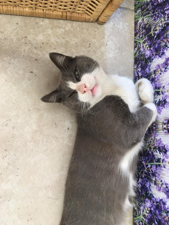 Jednoj šibenskoj maci hitno potreban smještaj: 'Osam godina proveo je na lokaciji na koju ga više ne možemo vratiti'