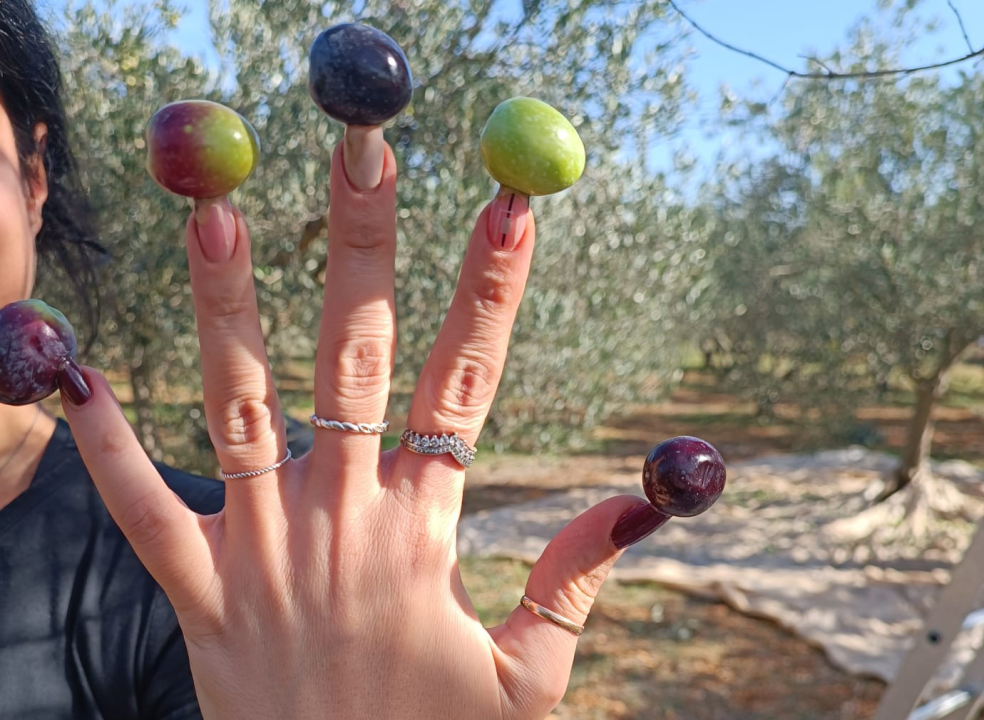 Šibenčanka predstavila novu metodu: S dugim noktima se može sve, pa i brati masline