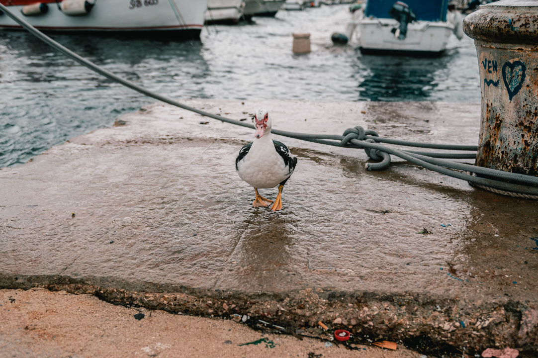 Patak Mile je dolački mezimac, labudovi nisu dobrodošli: ‘Posla bi ih kod britanske kraljice’