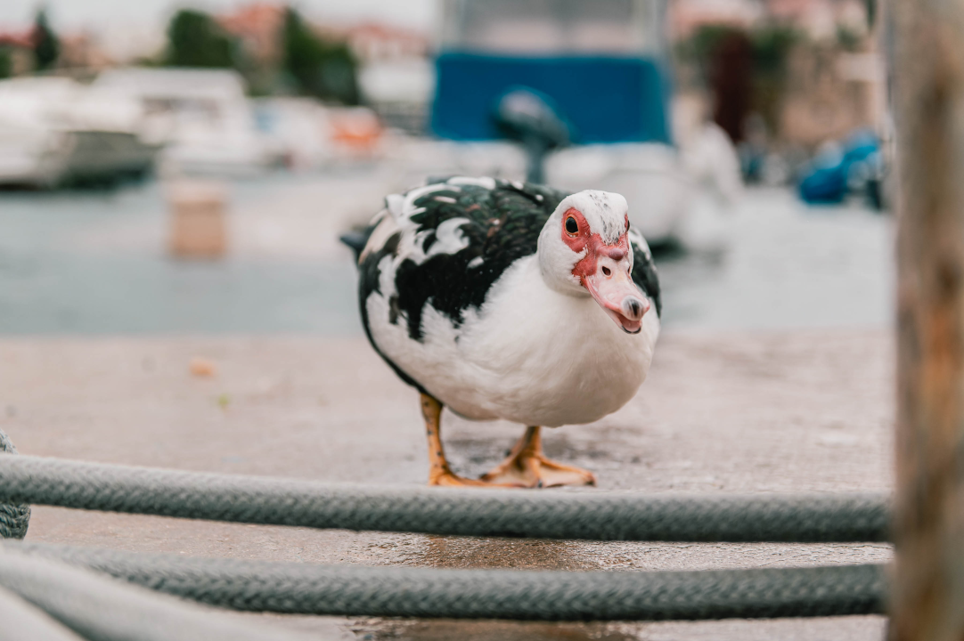 Patak Mile je dolački mezimac, labudovi nisu dobrodošli: ‘Posla bi ih kod britanske kraljice’