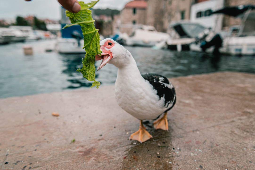 Patak Mile je dolački mezimac, labudovi nisu dobrodošli: ‘Posla bi ih kod britanske kraljice’