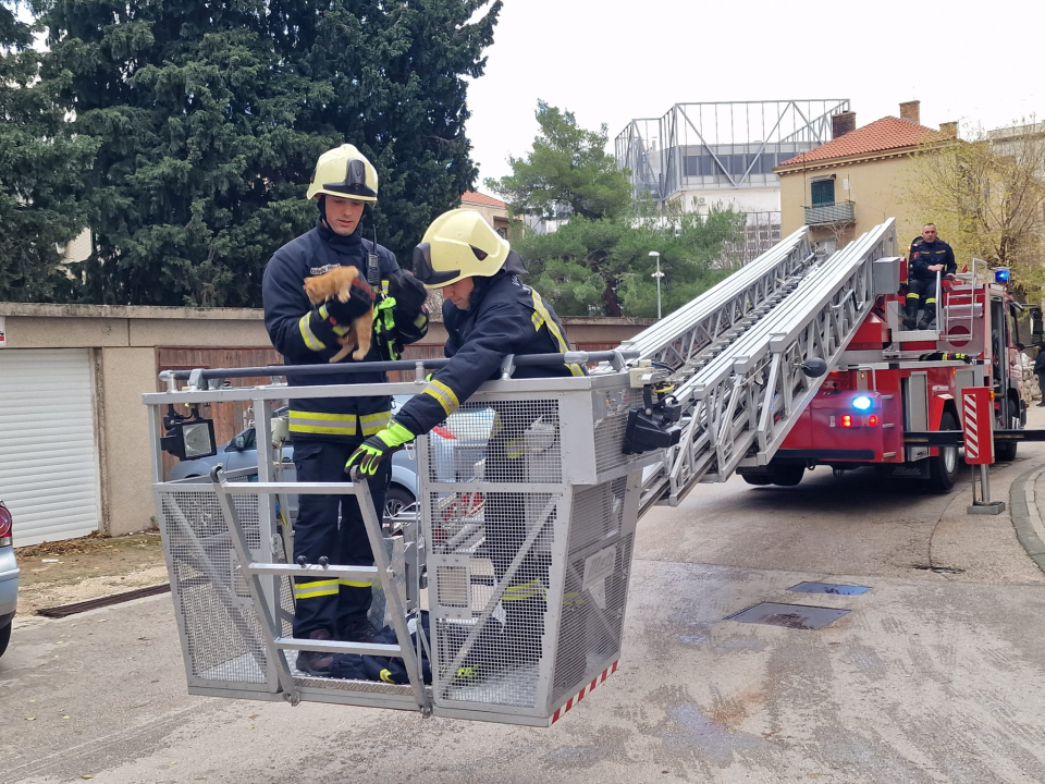 Vatrogasci sa čempresa na Baldekinu spasili macu: Na intervenciju stigli za desetak minuta