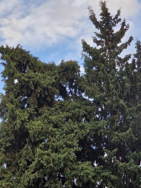 Vatrogasci sa čempresa na Baldekinu spasili macu: Na intervenciju stigli za desetak minuta