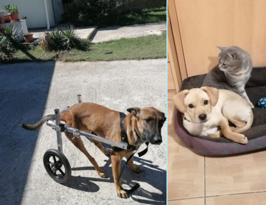 Tužna pseća priča Belline i Belle: 'Njihovi ljudi su se razboljeli i ne mogu se brinuti za njih'