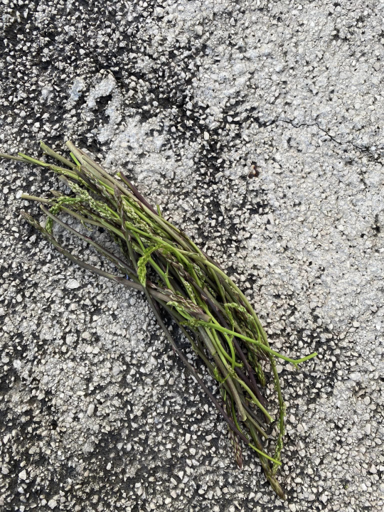 Krenula sezona šparoga: Ove su ubrane u Guštinoj vali na Jadriji 