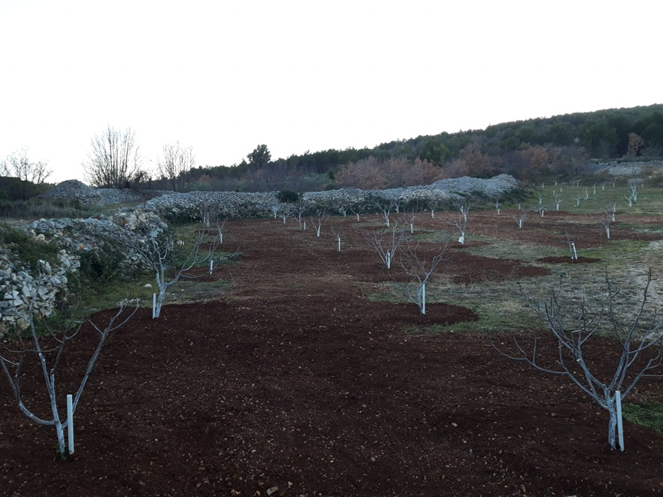 Ivan Rak zajedno s obitelji bavi se uzgojem smokava: 'Nije lako biti poljoprivrednik, ali ne damo se'