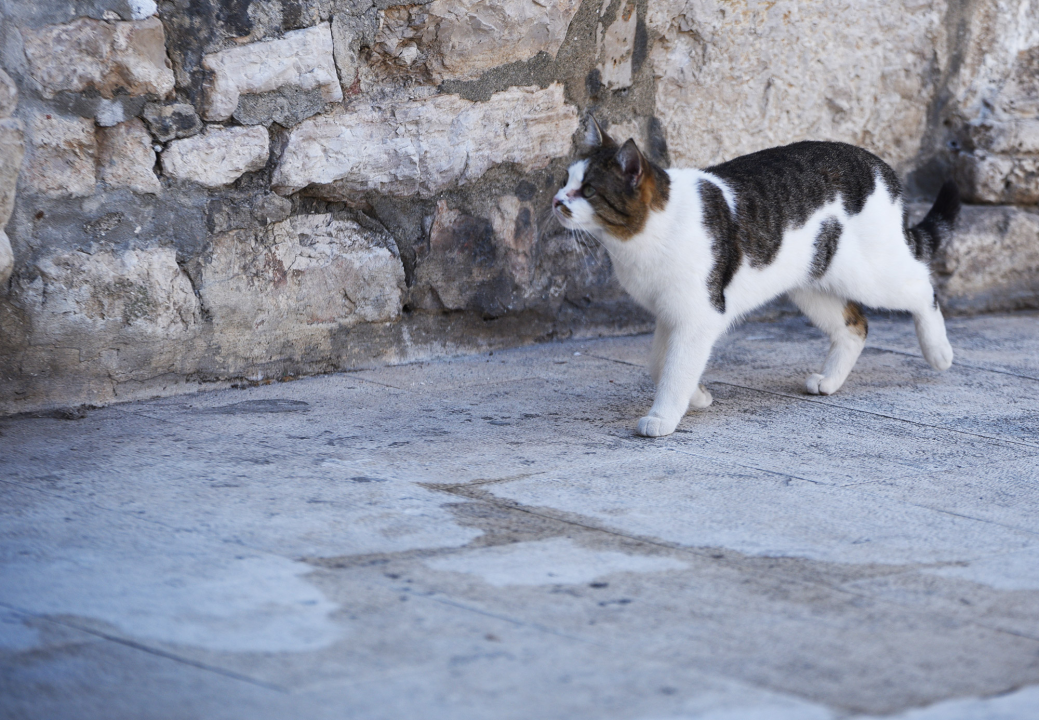 FOTO Đir po gradu, subota 25. ožujka