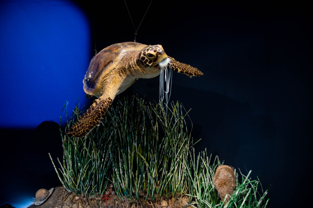 Posjetili smo posjetiteljski centar u Minerskoj: Virtualna stvarnost, povijest kanala sv. Ante, flora, fauna, podmorje… 