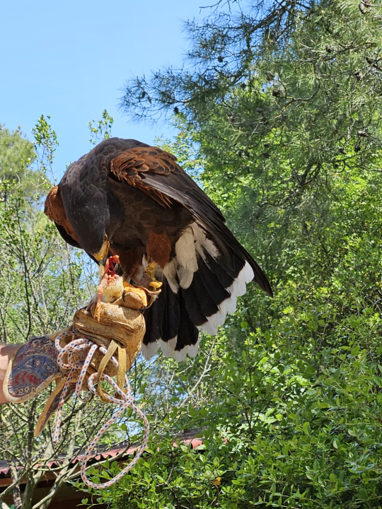 Mališani iz DV Tamaris posjetili Sokolarski centar