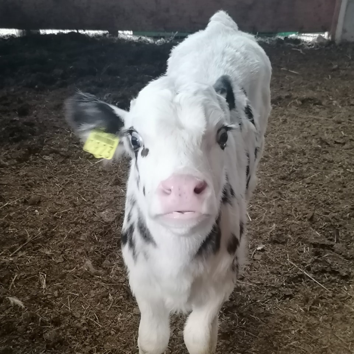 Ivana se bojala buba, a danas u zaleđu Vodica ima ranč koji je u utrci za najbolji u Hrvatskoj