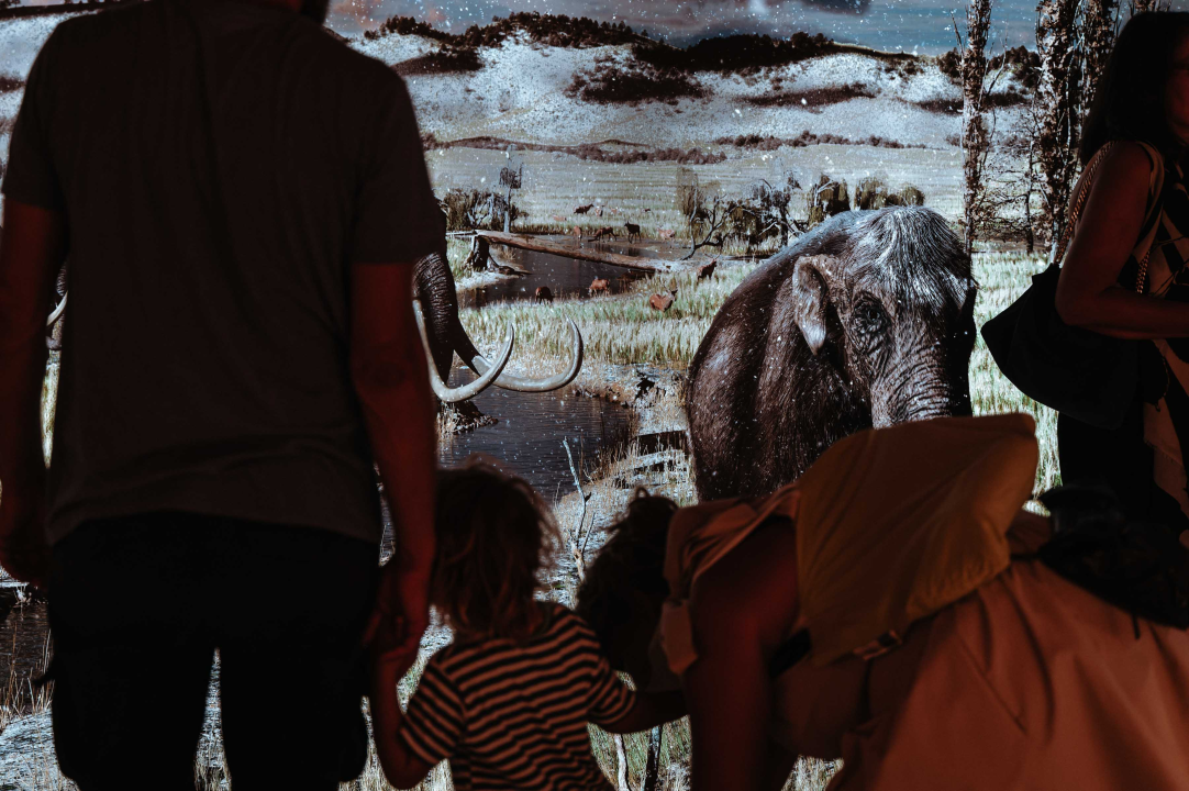 U Muzej ‘stigao’ stepski mamut iz Slavonskog Broda: ‘I Drniš svog mamuta ima'