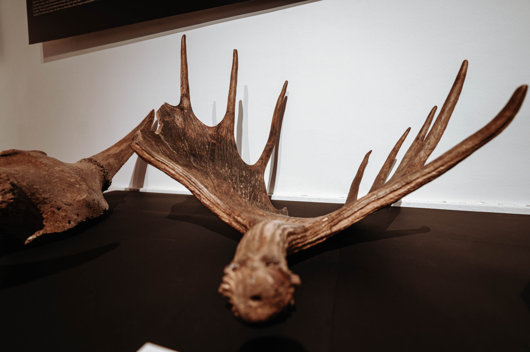 U Muzej ‘stigao’ stepski mamut iz Slavonskog Broda: ‘I Drniš svog mamuta ima'