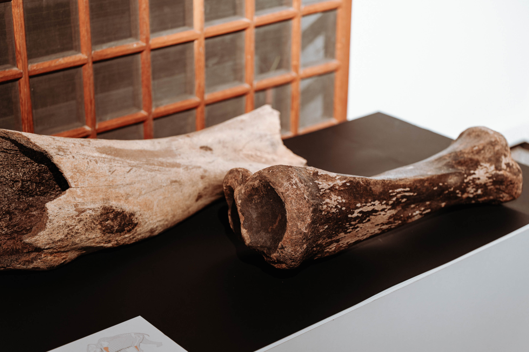 U Muzej ‘stigao’ stepski mamut iz Slavonskog Broda: ‘I Drniš svog mamuta ima'