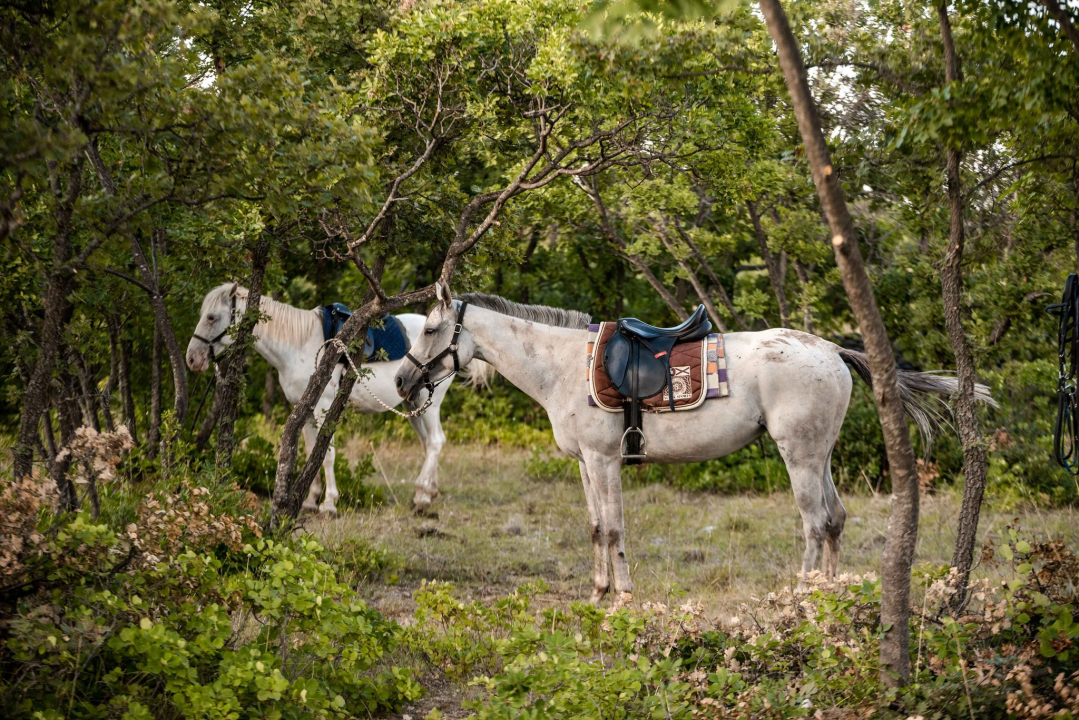 Obitelj Lovrić pokrenula posao s konjima na Miljevcima: 'Selo nudi sve, samo treba raditi'