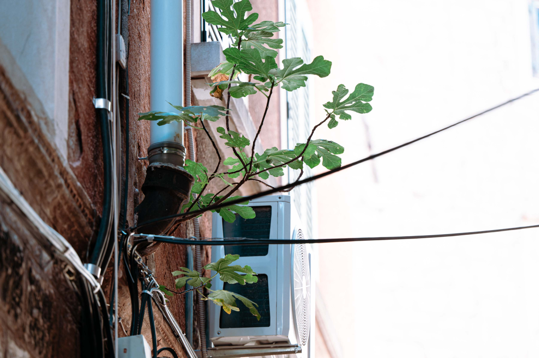 'Zidna smokva kraljice Jelene' mogla bi postati atrakcija poput grma kapara u ‘Masnoj’