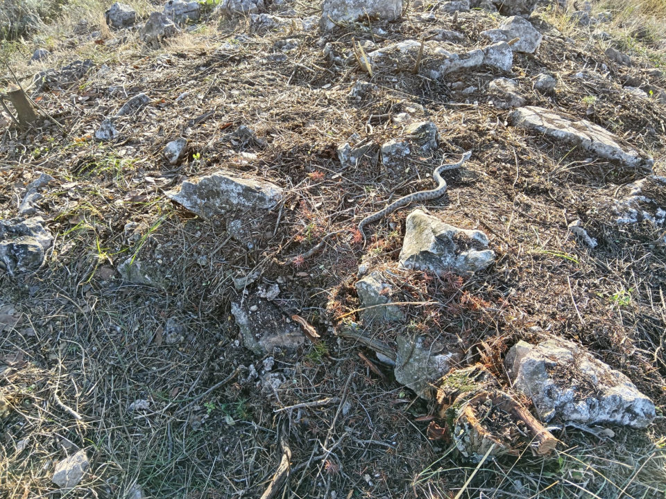 Arheološkom istraživanju lokaliteta Sv. Ivan del Tyro pridružio se i poskok Sancho