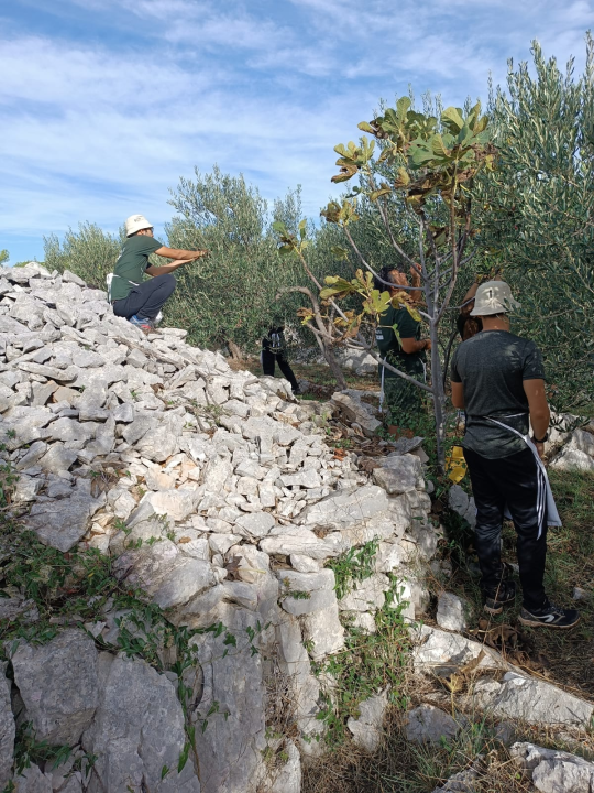 Masline su obrane, površine su zazelenjene, a Murter je čišći 